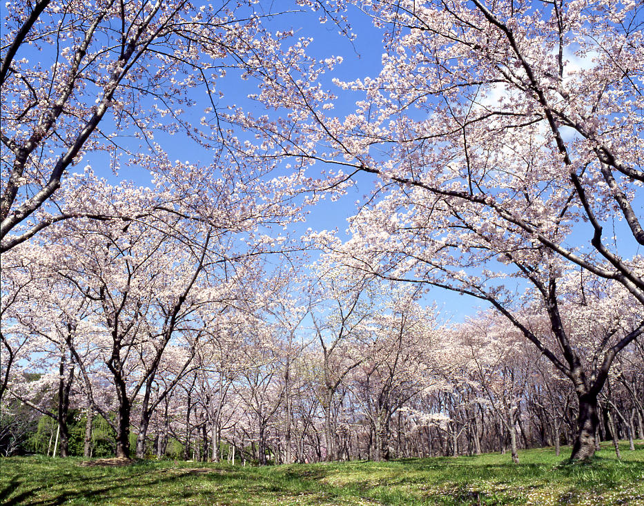 自然文化園_桜の流れサクラ.jpg